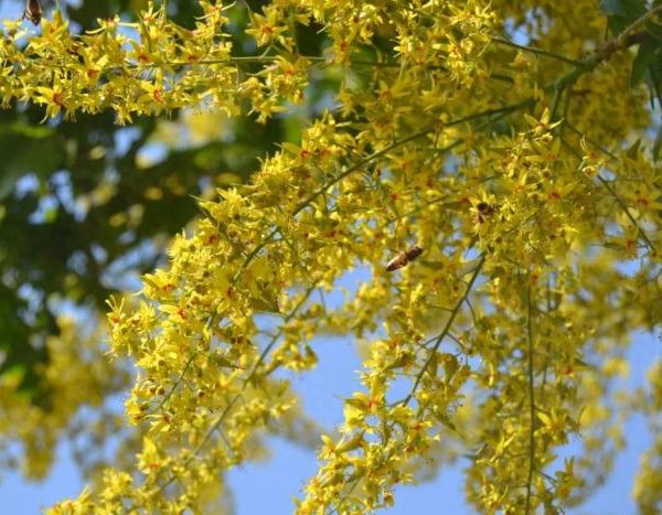 香格里拉休閒農場