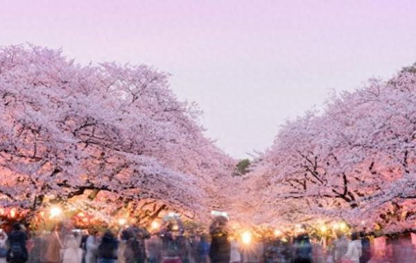 櫻花東京