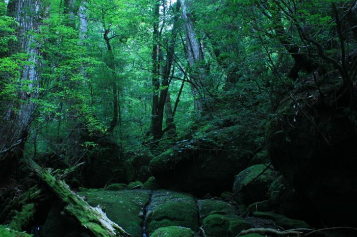 屋久島雨林