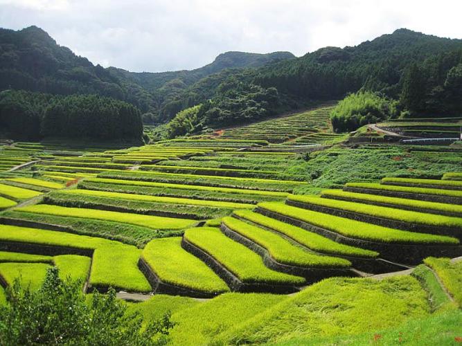 日本水稻梯田