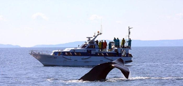 羅臼港賞鯨
